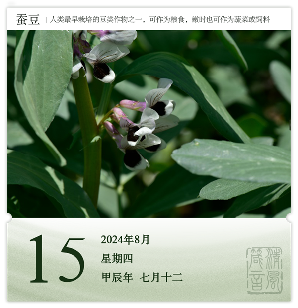 1722581143919376.png 箴历日历8-15.png