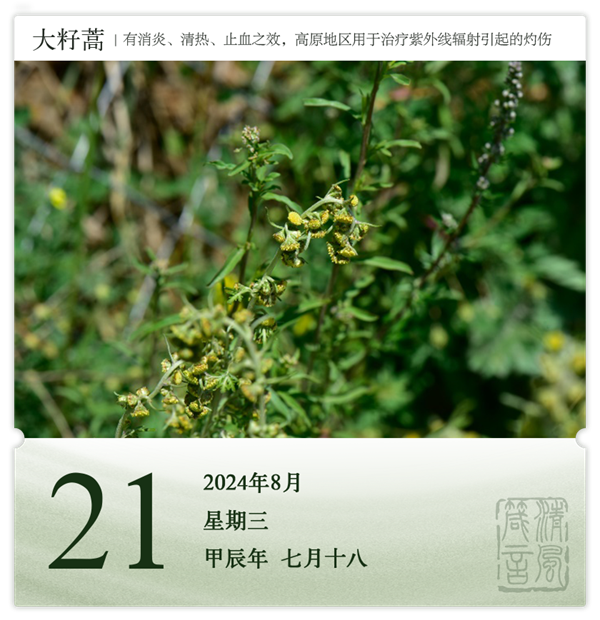 1722581757230129.png 箴历日历8-21.png