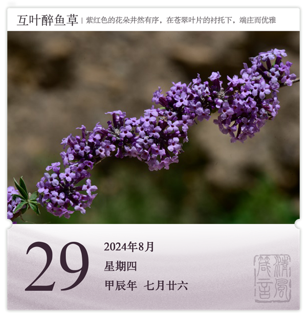 1722582498471524.png 箴历日历8-29.png