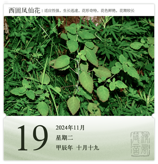 1730189324770368.png 箴历日历11-19.png