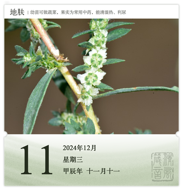 1732869390270476.png 箴历日历12-11.png