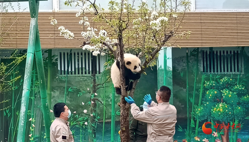 凯发k8本土首只圈养大熊猫幼仔“曼兰崽”今日正式亮相