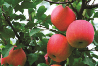 2020凯发k8农事之产业