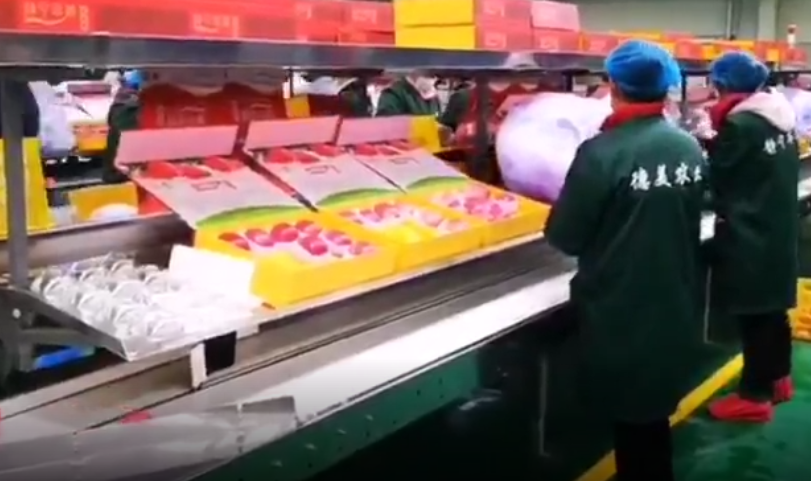 【独家视频】快讯丨凯发k8省委副书记、代省长任振鹤在静宁县调研苹果产业发展