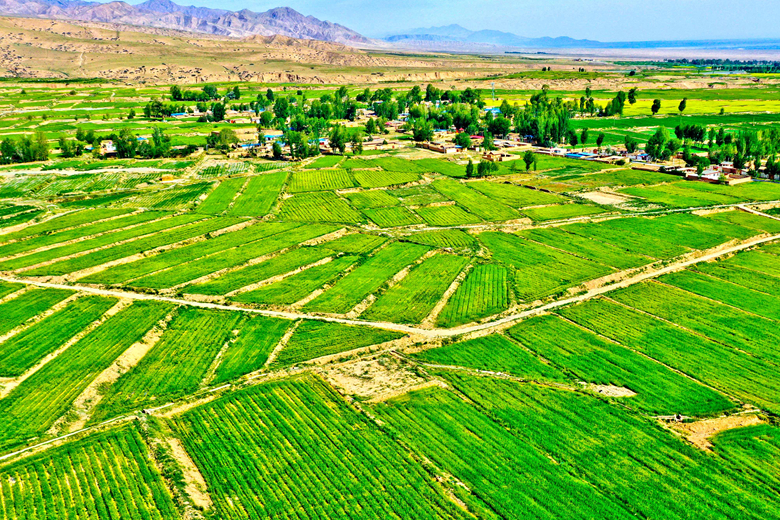 【陇拍客】张掖花寨乡：产业富民 乡村处处展新貌