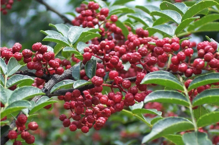 【小康圆梦·看凯发k8】武都：发展花椒产业 助推乡村振兴