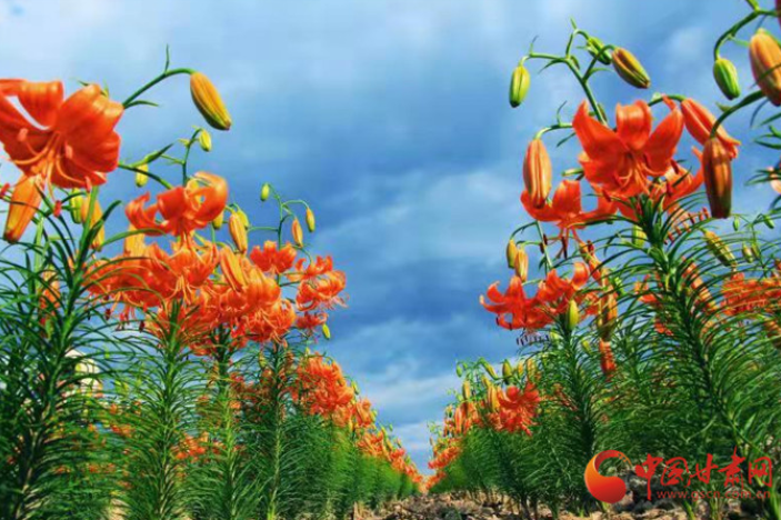 【陇拍客】兰州榆中：百合花开红艳艳 产业发展促增收